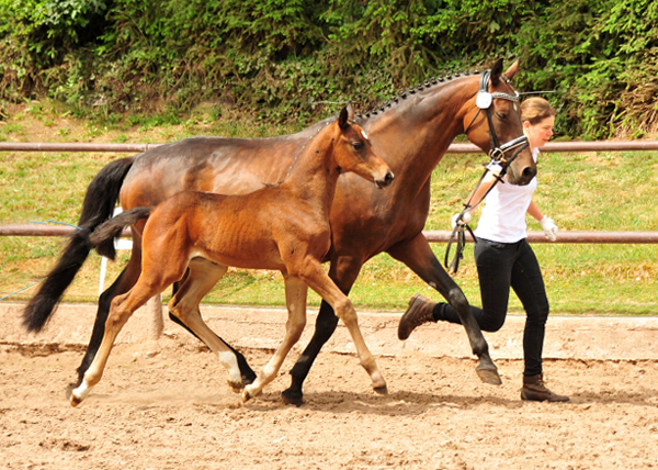 Stutfohlen von Imperio u.d. Pr.u.StPrSt. u ESt. Kosima v. Ivernel - Charly Chaplin - Foto: Beate Langels