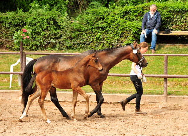 Stutfohlen von Imperio u.d. Pr.u.StPrSt. u ESt. Kosima v. Ivernel - Charly Chaplin - Foto: Beate Langels