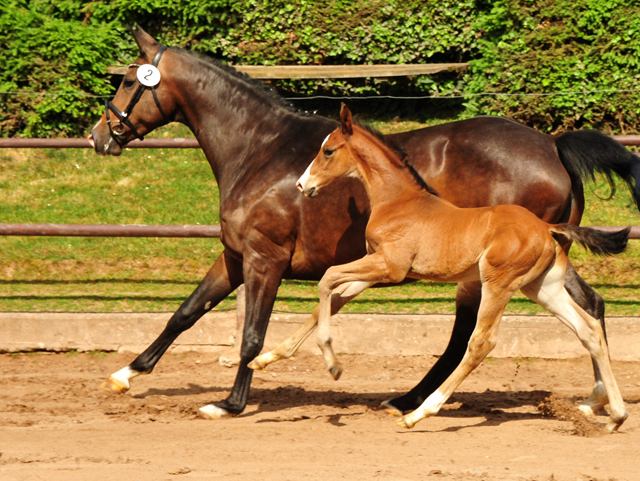 Tacyra mit Hengstfohlen von Zauberdeyk - Foto: Beate Langels