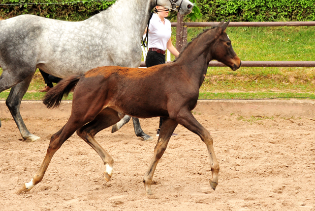 Stutfohlen von High Motion x Silvermoon x Heraldik xx - Foto: Beate Langels