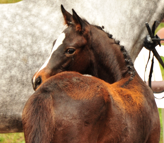 Stutfohlen von High Motion x Silvermoon x Heraldik xx
- Foto: Beate Langels - Gestt Hmelschenburg