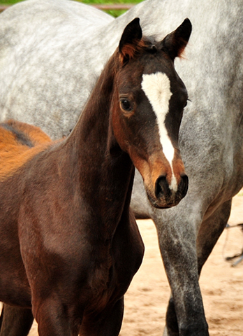 Stutfohlen von High Motion x Silvermoon x Heraldik xx
- Foto: Beate Langels - Gestt Hmelschenburg