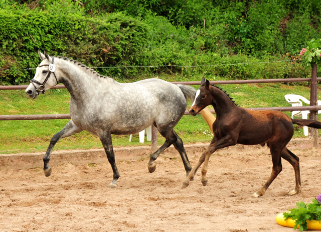 Stutfohlen von High Motion x Silvermoon x Heraldik xx
- Foto: Beate Langels - Gestt Hmelschenburg