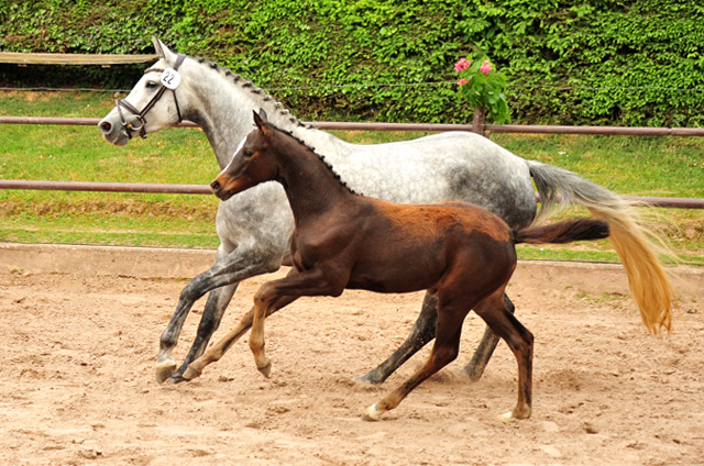 Stutfohlen von High Motion x Silvermoon x Heraldik xx
- Foto: Beate Langels - Gestt Hmelschenburg