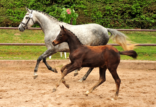 Stutfohlen von High Motion x Silvermoon x Heraldik xx
- Foto: Beate Langels - Gestt Hmelschenburg