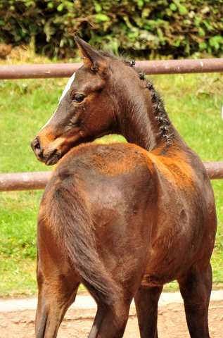 Stutfohlen von High Motion x Silvermoon x Heraldik xx
- Foto: Beate Langels - Gestt Hmelschenburg