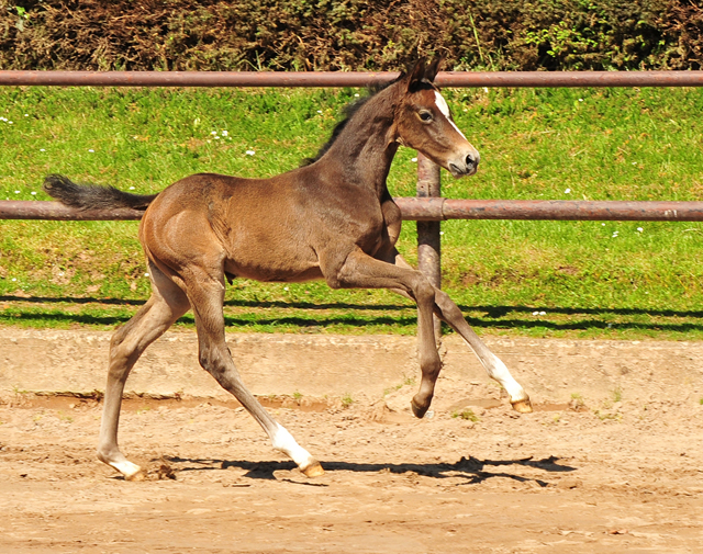 Trakehner Flly by. Saint Cyr out of Pr.A. TeaCup by Exclusiv- Foto: Beate Langels - Trakehner Gestt Hmelschenburg