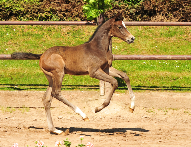 Trakehner Flly by. Saint Cyr out of Pr.A. TeaCup by Exclusiv- Foto: Beate Langels - Trakehner Gestt Hmelschenburg