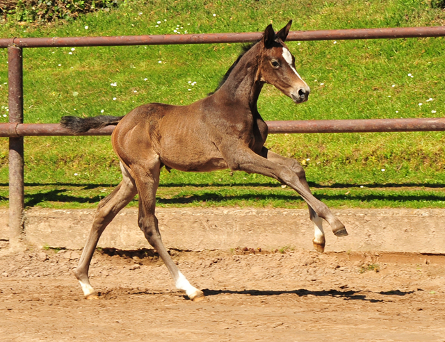 Trakehner Flly by. Saint Cyr out of Pr.A. TeaCup by Exclusiv- Foto: Beate Langels - Trakehner Gestt Hmelschenburg