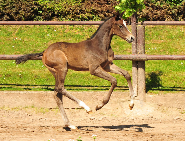 Trakehner Flly by. Saint Cyr out of Pr.A. TeaCup by Exclusiv- Foto: Beate Langels - Trakehner Gestt Hmelschenburg