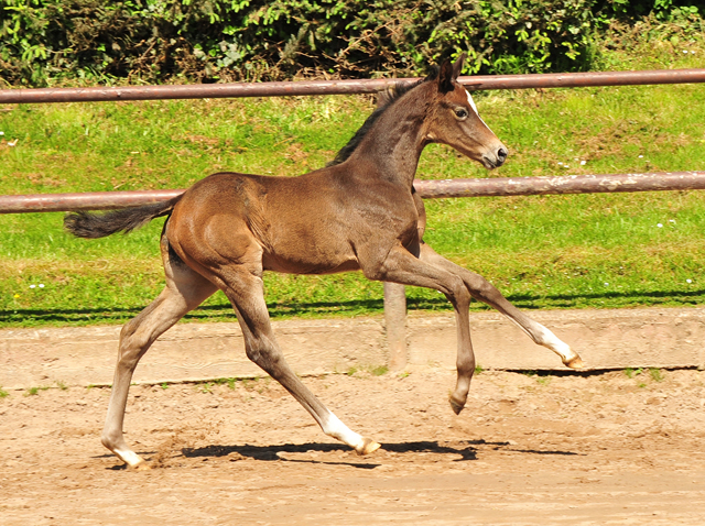 Trakehner Flly by. Saint Cyr out of Pr.A. TeaCup by Exclusiv- Foto: Beate Langels - Trakehner Gestt Hmelschenburg