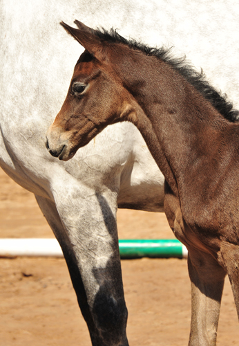 Trakehner Flly by. Saint Cyr out of Pr.A. TeaCup by Exclusiv- Foto: Beate Langels - Trakehner Gestt Hmelschenburg