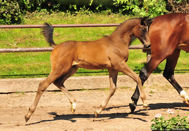 Hengstfohlen von Saint Cyr x Touch my Heart am 30. Mai 2021 - Foto: Beate Langels - 
Trakehner Gestt Hmelschenburg