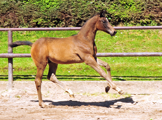 Hengstfohlen von Saint Cyr x Touch my Heart am 30. Mai 2021 - Foto: Beate Langels - 
Trakehner Gestt Hmelschenburg