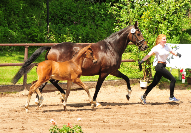 Val d'Amour v. Tantalos x High Motion - 30.05.2021 Foto: Beate Langels - Trakehner Gestt Hmelschenburg