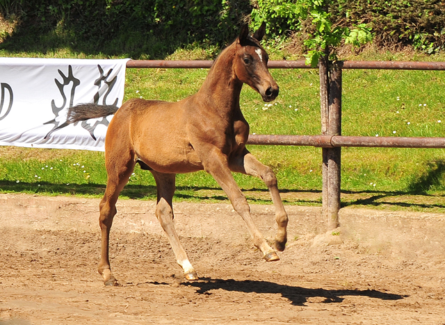 Hengstfohlen von Saint Cyr x Touch my Heart am 30. Mai 2021 - Foto: Beate Langels - 
Trakehner Gestt Hmelschenburg