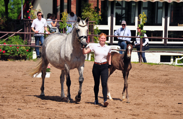 Trakehner Flly by. Saint Cyr out of Pr.A. TeaCup by Exclusiv- Foto: Beate Langels - Trakehner Gestt Hmelschenburg