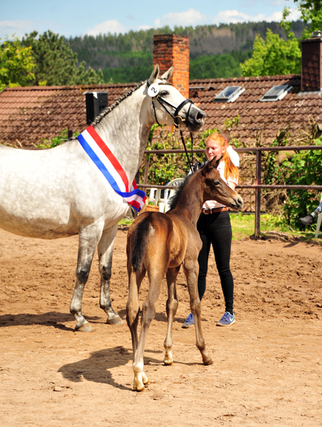 Trakehner Flly by. Saint Cyr out of Pr.A. TeaCup by Exclusiv- Foto: Beate Langels - Trakehner Gestt Hmelschenburg