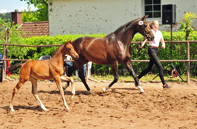 Val d'Amour v. Tantalos x High Motion - 30.05.2021 Foto: Beate Langels - Trakehner Gestt Hmelschenburg