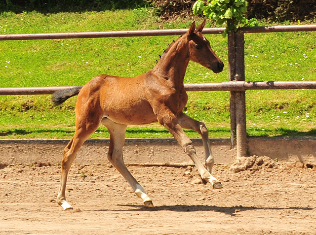 Val d'Amour v. Tantalos x High Motion - 30.05.2021 Foto: Beate Langels - Trakehner Gestt Hmelschenburg