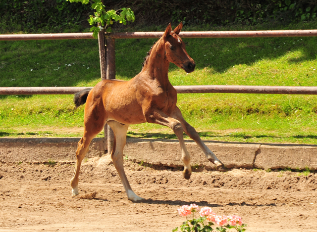 Val d'Amour v. Tantalos x High Motion - 30.05.2021 Foto: Beate Langels - Trakehner Gestt Hmelschenburg