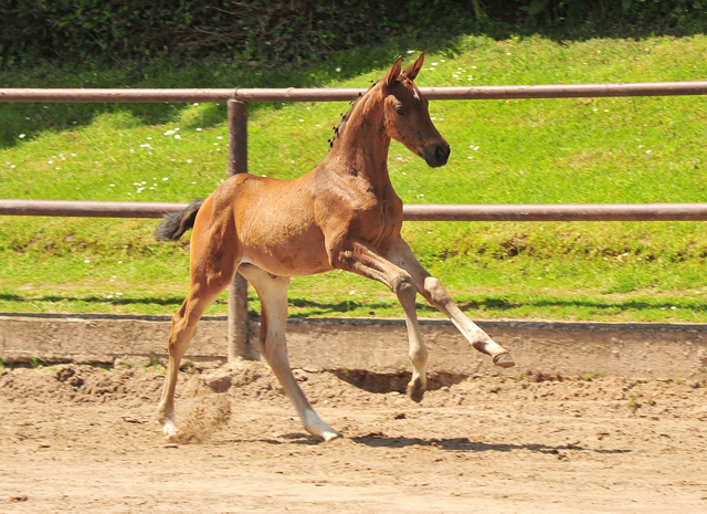 Val d'Amour v. Tantalos x High Motion - 30.05.2021 Foto: Beate Langels - Trakehner Gestt Hmelschenburg