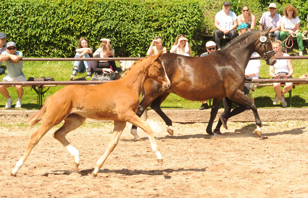 Trs Unique - Trakehner Filly by His Moment out of Pr.a.StPrSt. Tacyra by Saint Cyr - Foto: Beate Langels - Trakehner Gestt Hmelschenburg