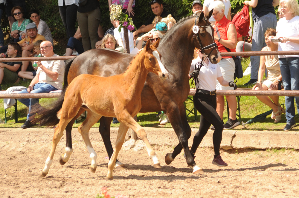 Trs Unique - Trakehner Filly by His Moment out of Pr.a.StPrSt. Tacyra by Saint Cyr - Foto: Beate Langels - Trakehner Gestt Hmelschenburg
