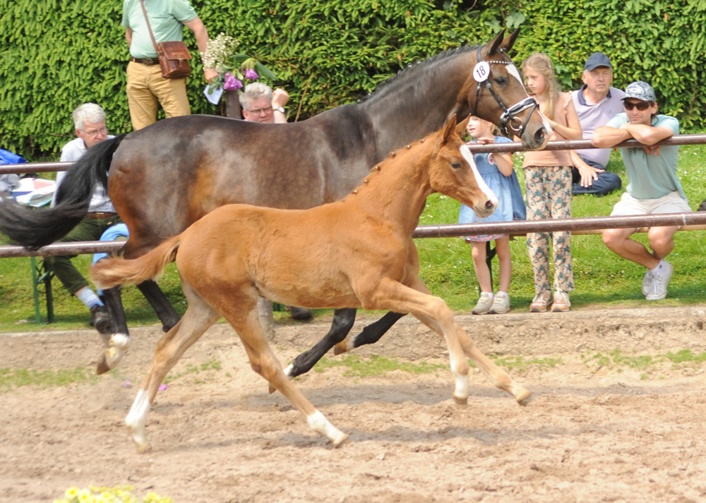 Trs Unique - Trakehner Filly by His Moment out of Pr.a.StPrSt. Tacyra by Saint Cyr - Foto: Beate Langels - Trakehner Gestt Hmelschenburg