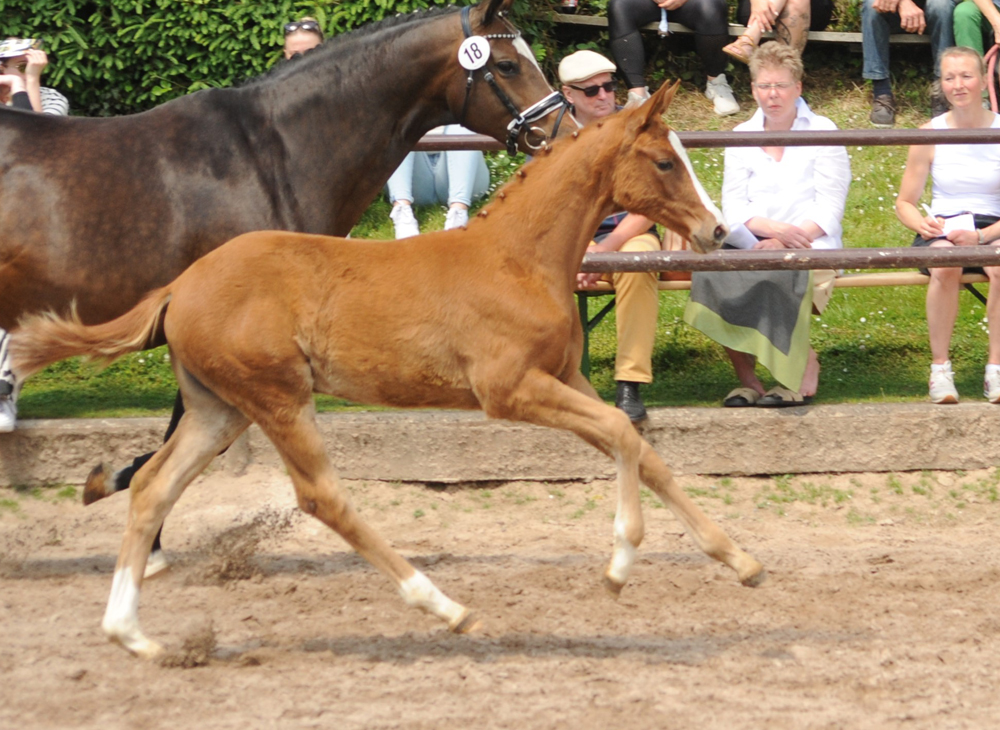 Trs Unique - Trakehner Filly by His Moment out of Pr.a.StPrSt. Tacyra by Saint Cyr - Foto: Beate Langels - Trakehner Gestt Hmelschenburg
