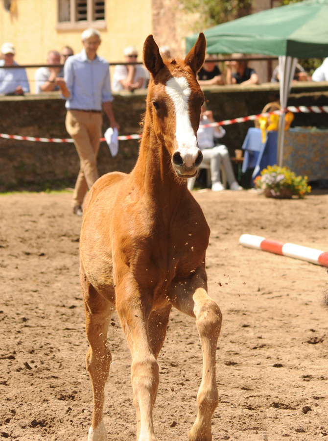 Trs Unique - Trakehner Filly by His Moment out of Pr.a.StPrSt. Tacyra by Saint Cyr - Foto: Beate Langels - Trakehner Gestt Hmelschenburg
