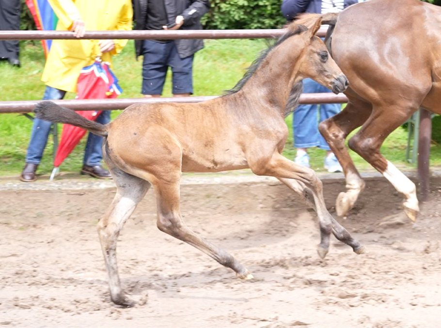 Hengstfohlen von Millennium u.d. Pr�mien-, Staatspr�mien- u. Elitestute Kavalou v. Shavalou - 
Trakehner Gest�t H�melschenburg - Foto: F. B�ttner
