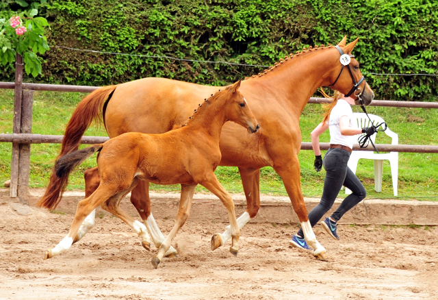 Trakehner Stutfohlen v. High Motion u.d. Pr.St. Thalija x Humanus - 
Foto: Beate Langels