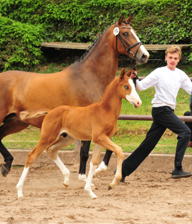 Trakehner Hengstfohlen v. High Motion u.d. Pr.St. Taira v. Hirtentanz x Humanus - 
Foto: Beate Langels