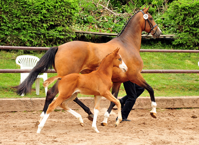 Trakehner Hengstfohlen v. High Motion u.d. Pr.St. Taira v. Hirtentanz x Humanus - 
Foto: Beate Langels