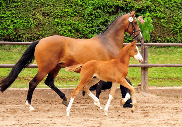 Trakehner Hengstfohlen v. High Motion u.d. Pr.St. Taira v. Hirtentanz x Humanus - 
Foto: Beate Langels