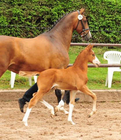 Trakehner Hengstfohlen v. High Motion u.d. Pr.St. Taira v. Hirtentanz x Humanus - 
Foto: Beate Langels