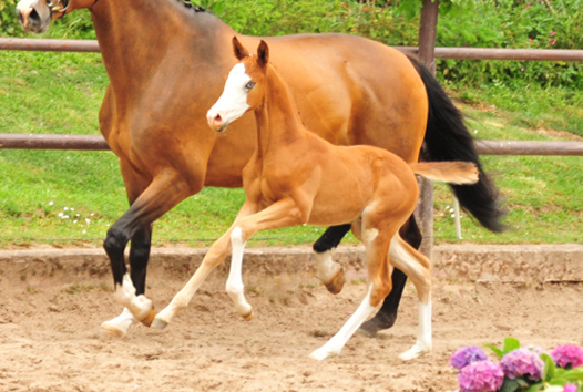 Trakehner Hengstfohlen v. High Motion u.d. Pr.St. Taira v. Hirtentanz x Humanus - 
Foto: Beate Langels