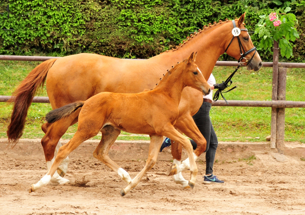 Trakehner Stutfohlen v. High Motion u.d. Pr.St. Thalija x Humanus - 
Foto: Beate Langels