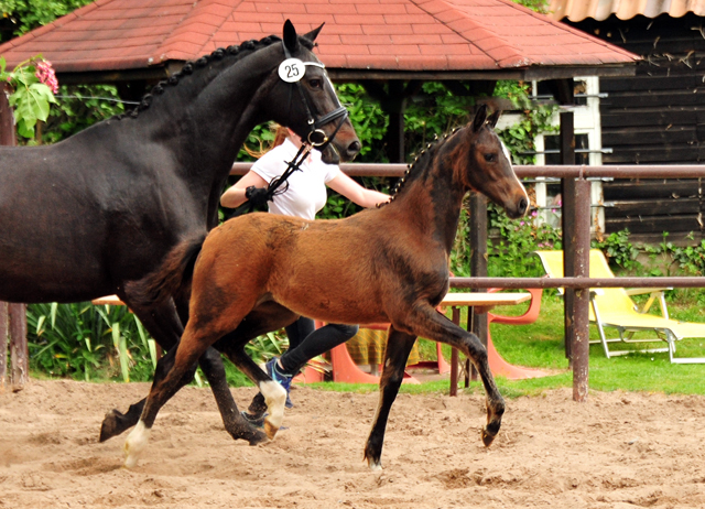 Trakehner Stutfohlen v. High Motion u.d. u.d. Pr.St. Hannah v. Freudenfest u.d. Elitestute Hekate v. Exclusiv - 
Foto: Beate Langels