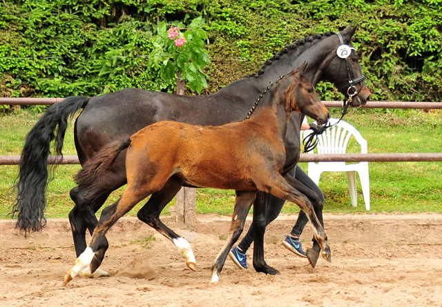 Trakehner Stutfohlen v. High Motion u.d. u.d. Pr.St. Hannah v. Freudenfest u.d. Elitestute Hekate v. Exclusiv - 
Foto: Beate Langels