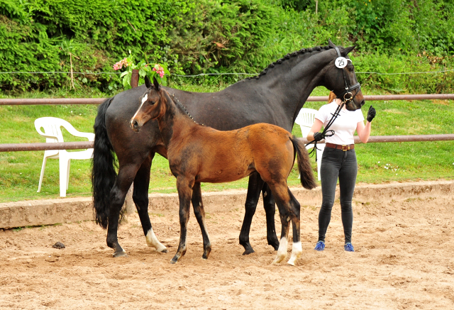 Trakehner Stutfohlen v. High Motion u.d. u.d. Pr.St. Hannah v. Freudenfest u.d. Elitestute Hekate v. Exclusiv - 
Foto: Beate Langels