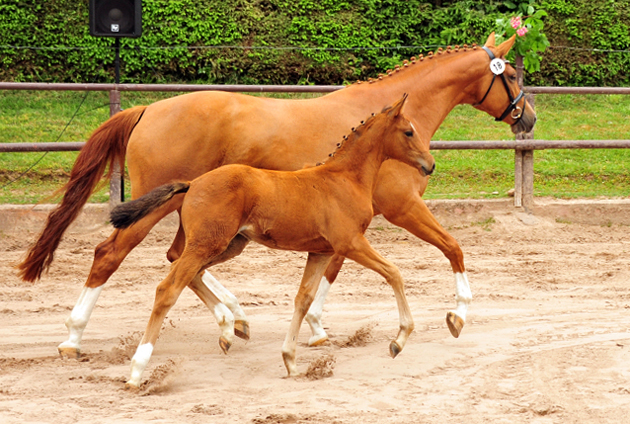 Trakehner Stutfohlen v. High Motion u.d. Pr.St. Thalija x Humanus - 
Foto: Beate Langels