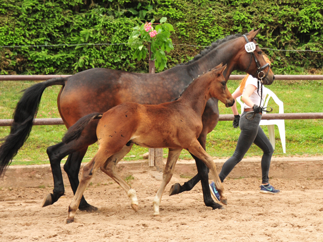 Hengstfohlen von Saint Cyr u.d.  Schiemanen v. Summertime u.d. Pr.u.StPrSt. Sareiken II v. Tycoon - Foto: Pia Elger