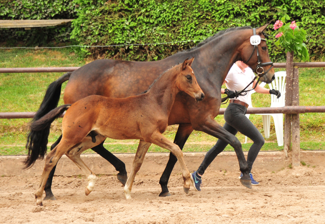 Hengstfohlen von Saint Cyr u.d.  Schiemanen v. Summertime u.d. Pr.u.StPrSt. Sareiken II v. Tycoon - Foto: Pia Elger