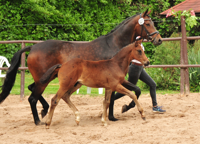 Hengstfohlen von Saint Cyr u.d.  Schiemanen v. Summertime u.d. Pr.u.StPrSt. Sareiken II v. Tycoon - Foto: Pia Elger