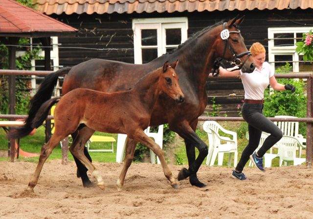 Hengstfohlen von Saint Cyr u.d.  Schiemanen v. Summertime u.d. Pr.u.StPrSt. Sareiken II v. Tycoon - Foto: Pia Elger