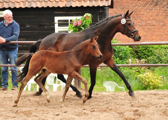 Hengstfohlen von Saint Cyr u.d.  Schiemanen v. Summertime u.d. Pr.u.StPrSt. Sareiken II v. Tycoon - Foto: Pia Elger