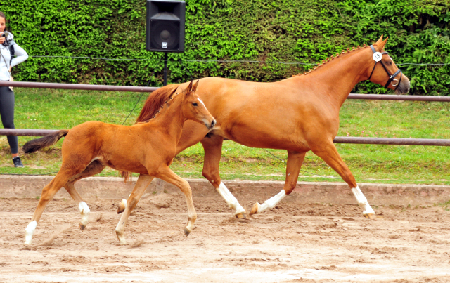 Trakehner Stutfohlen v. High Motion u.d. Pr.St. Thalija x Humanus - 
Foto: Beate Langels