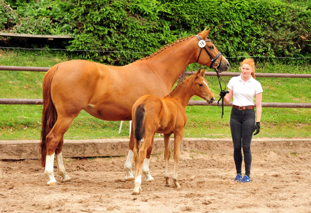 Trakehner Stutfohlen v. High Motion u.d. Pr.St. Thalija x Humanus - 
Foto: Beate Langels